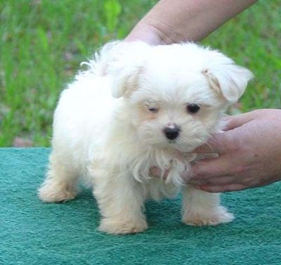 Two Maltese puppies to give it out for adoption