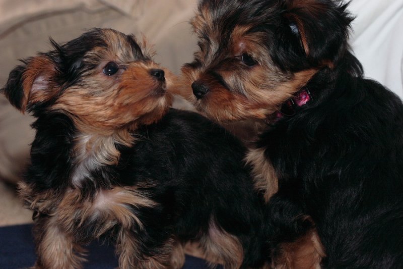charming cute Yorkie puppies are ready to go out to a good
