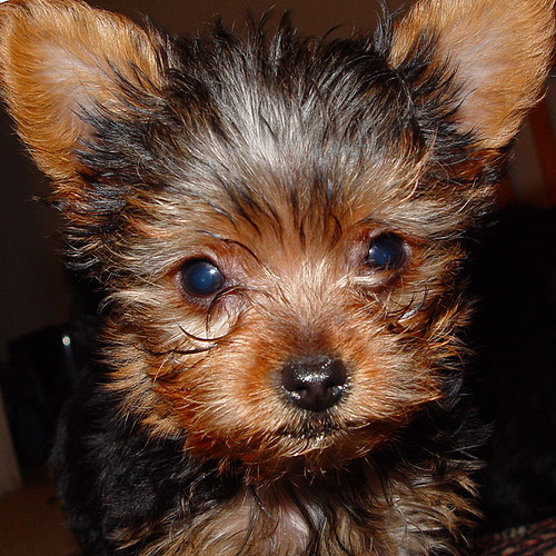 Two cute lovely and charming Yorkie puppies for any good home