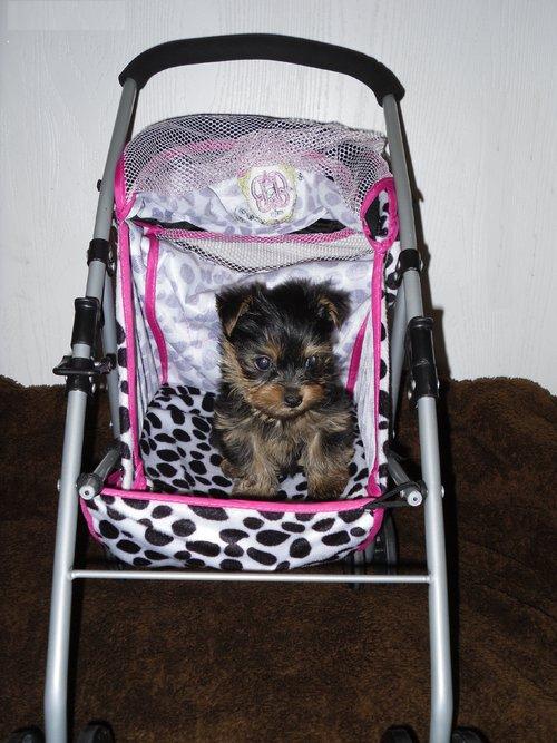 cute and adorable Teacup Yorkie puppies for adoption