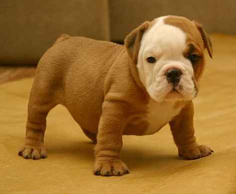 ADORABLE MALE AND FEMALE ENGLISH BULLDOG PUPPIES FOR ADOPTION