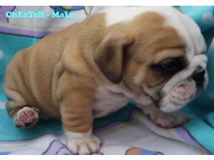 English Bulldog puppies available for X-MASS