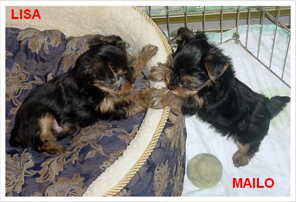 Adorable Male And Female yorkies  Puppies Ready For A New Home.