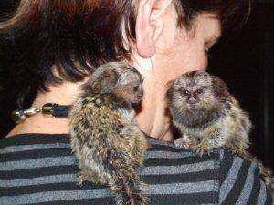 baby marmoset monkeys for adoption