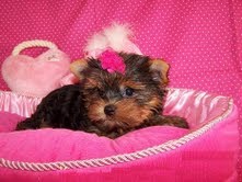 Adorable Teacup Yorkie Puppies For Free Adoption