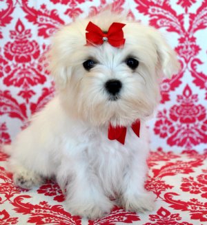 Top Quality Maltese Puppies Ready For A New Home