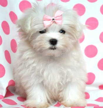 Adorable Maltese Puppies For A New Hom