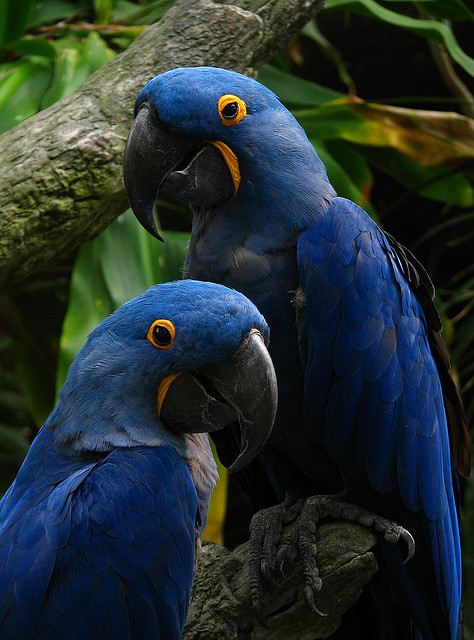 Pair of Beautiful Hyacinth macaw parrots for Xmass