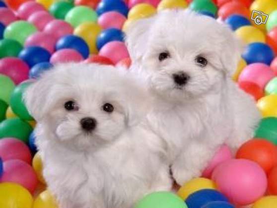 Two puppies Maltese bichon LOF