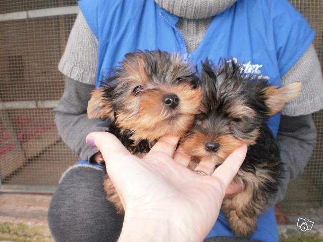 Yorkshire puppies luff