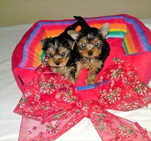 YORKSHIRE TERRIER PUPPIES