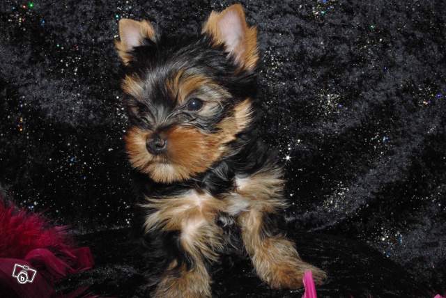 Adorable baby yorkshire terrier