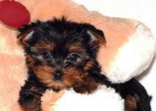 X-mass Tcup Yorkie Puppies For Free Free Adoption !!!!!!!!URGENT!!!!!!