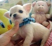 cute chihuahua puppy for christmas