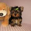 We have Christmas male and female Yorkie puppies f
