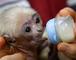 X-MAS GIFT BOTLE FEED BABY FACE CAPUCHIN MONKEY(babyrayandpatricia@yahoo.com)