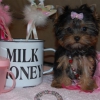 yorkie puppy for x_mass