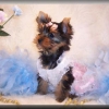 yorkie puppy for x_mass