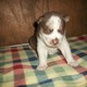 Christmas Blue Eyes Siberian Husky Puppies For Free Adoption