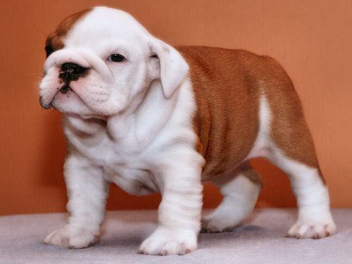 Adorable male and female English bulldog puppies ready for a new home (Sandra and Dian).