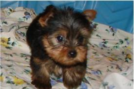 Female Yorkie for Adoption