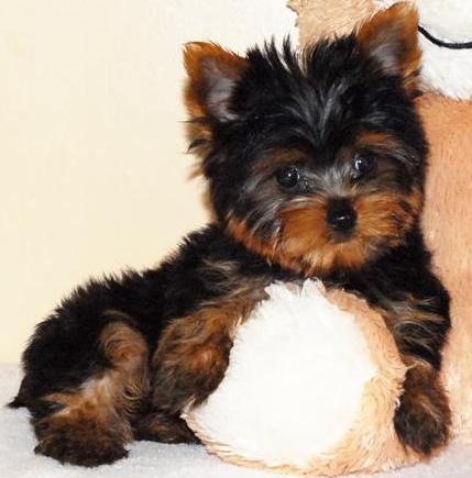 Admirable Teacup Yorkie Puppies Available for Good Homes