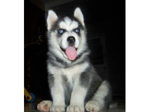 Siberian Husky Puppies for X Mass