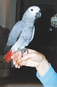 hand tamed African Grey parrots for X Mass