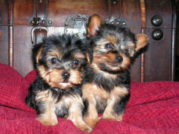 Tea Cup Yorkie Puppies For  Free Adoption