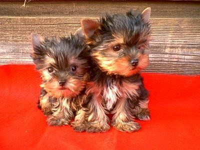 YORKIE PUPPIES FOR THE XMAS Adorable