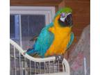 Very sweet - DNA'd female Blue &amp; Gold Macaw