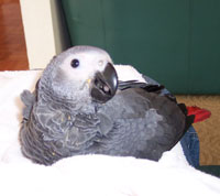 x.mas -tame african grey parrot for new home