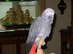 Talented african grey parrot for x-mas