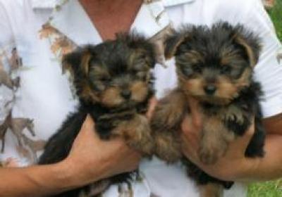 Adorable Male And Female Yorkie Puppies Ready For A New Home for free