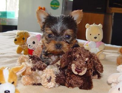 Yorkie Puppies Available For Free Adoption.