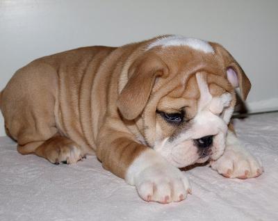 2  English bulldog puppies for a adoption