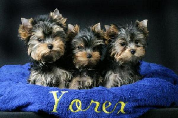 two lovely yorkie puppies for adoption