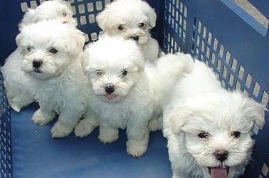 Male and Female Teacup Maltese Puppies For Free Adoption