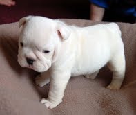 AKC Xmas English Bulldog Puppies For Sale