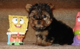 Caring X-Mas Teacup Yorkie  Puppies  For Adoption