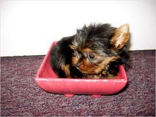 TEACUP &amp; TOY YORKSHIRE TERRIER PUPPIES FOR X-MAS