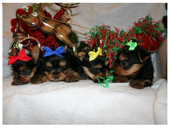 Yorkie Puppies On X-Mas Present