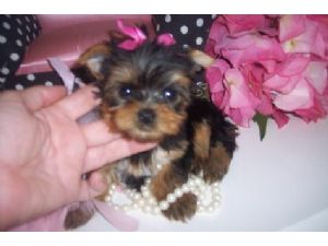 Two cute Yorkie puppies for adoption that will worm your heart