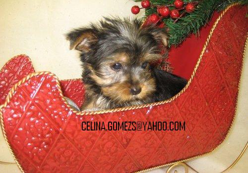 X-Mass Teacup Yorkie Puppies For Free Adoption(celina.gomezs@yahoo.com)