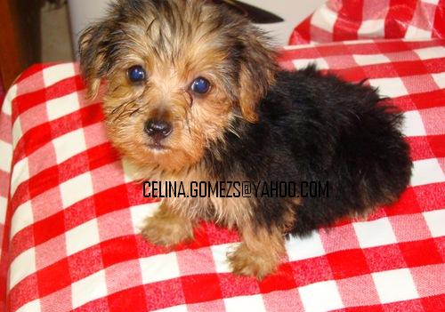 Free yorkie puppies for rehoming(celina.gomezs@yahoo.com)