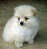 Pomeranian Puppies for adoption