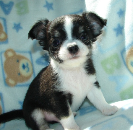 cute and lovely male and female chihuahua puppies free for adoption.