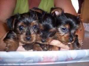 Tiny Tea cup yorkie puppies for adoption