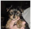 nice baby face Tcup Yorkie Puppies For  Adoption {$120}