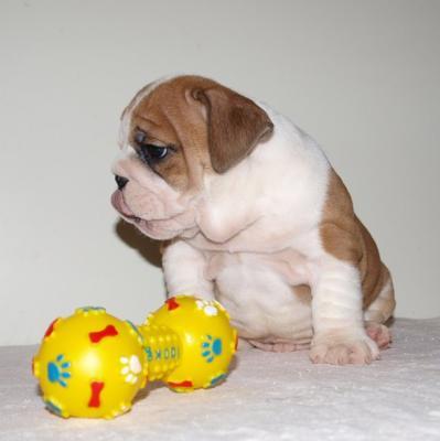 Healthy English Bulldog Puppies For Free Adoption